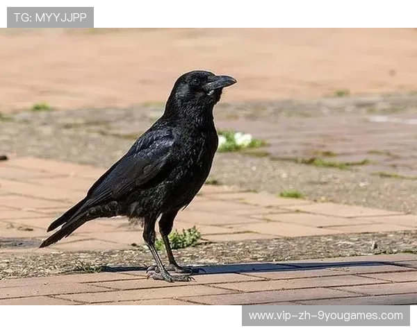 乌鸦进攻火力十足，防守端同样稳固，乌鸦的攻击方式